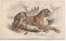 lioness and cubs